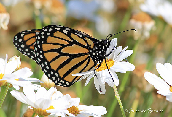 Monarch on White Daisy