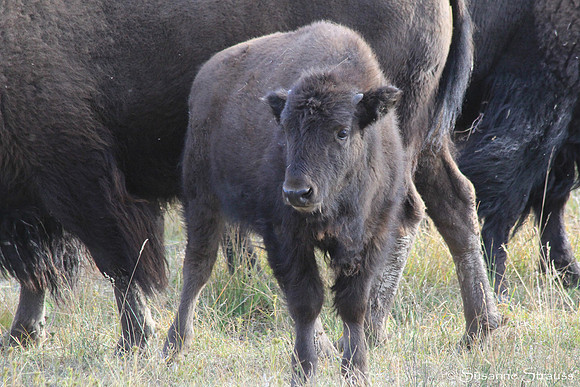 Yellowstone Yearling