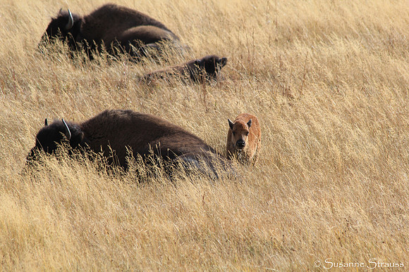 Baby Bison in Field