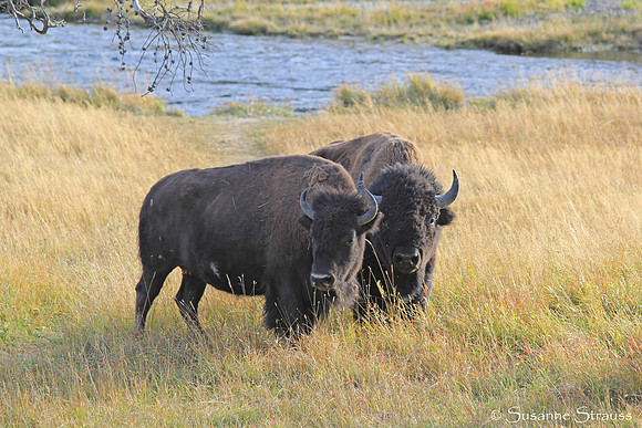 Bison Love