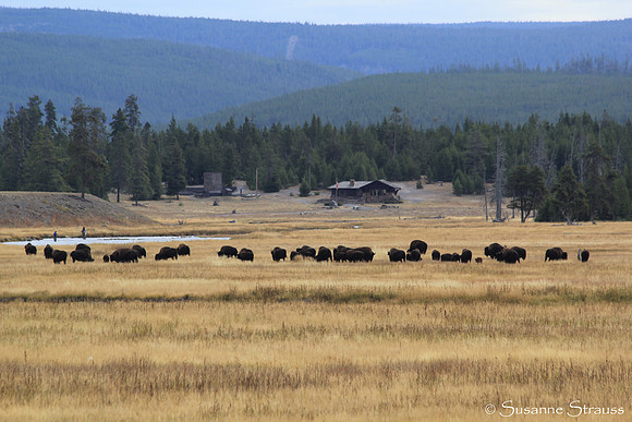 Yellowstone Herd