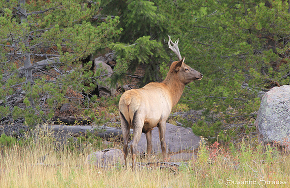 Majestic Elk