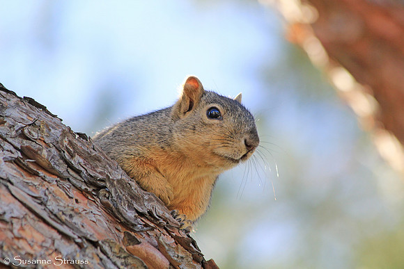 Squirrel Greetings