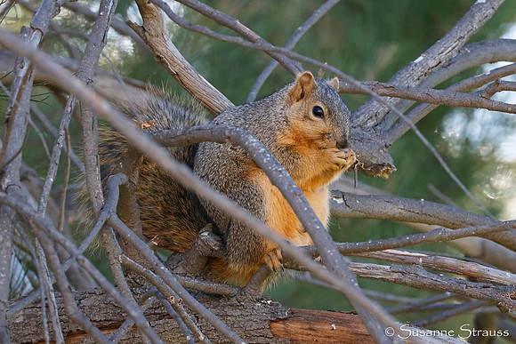 Squirrel