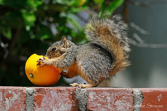 Squirrel 5
