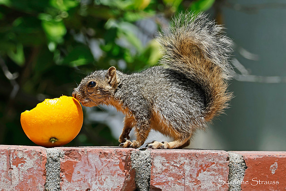 Squirrel 4