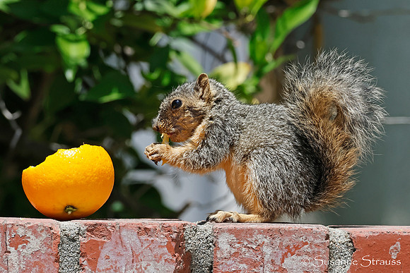 Squirrel 2