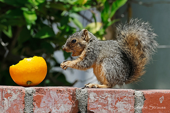 Squirrel 3