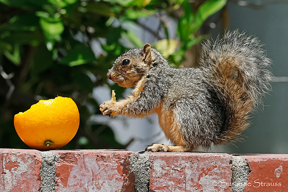Squirrel 1
