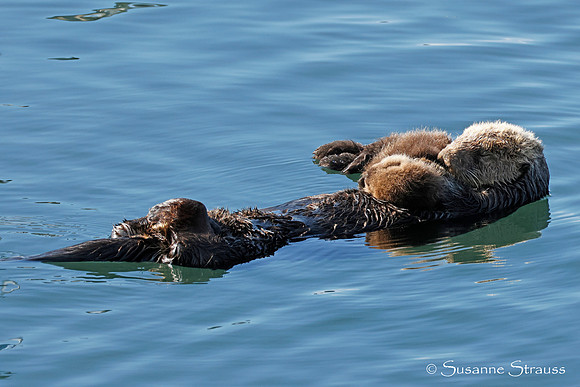 Mom Otter and Baby 1