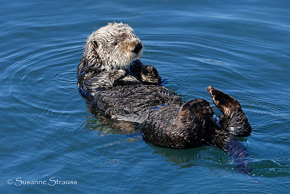 Otter 1