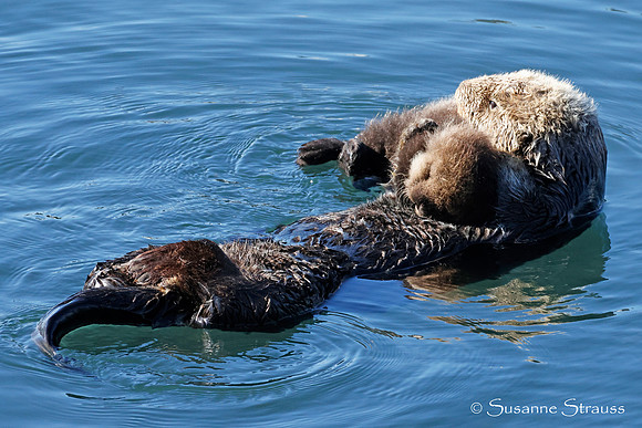 Mom Otter and Baby 4