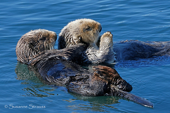 Mom Otter and Baby 5
