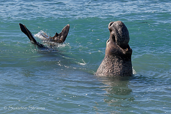 Male Elephant Seal in Ocean
