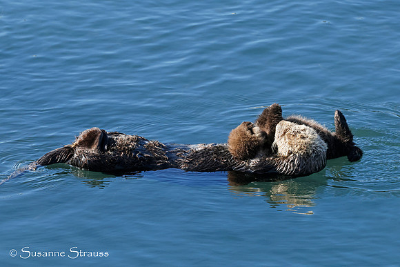 Mom Otter and Baby 3