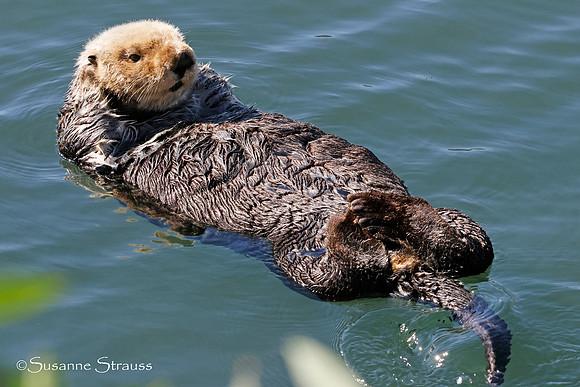 Otter Grooming 1