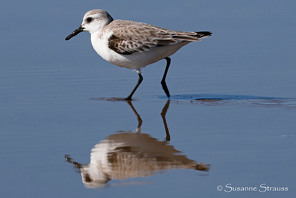 Sanderling Reflection