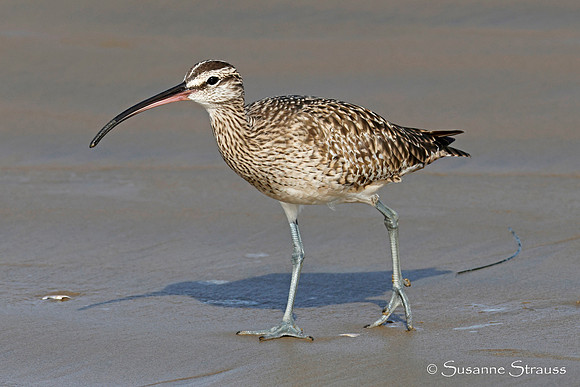 Whimbrel