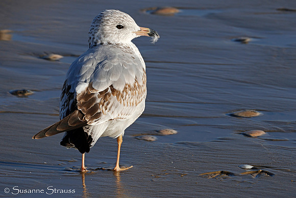 California Gull With Footprints 1