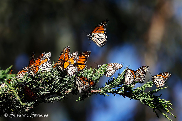 Majestic Monarchs