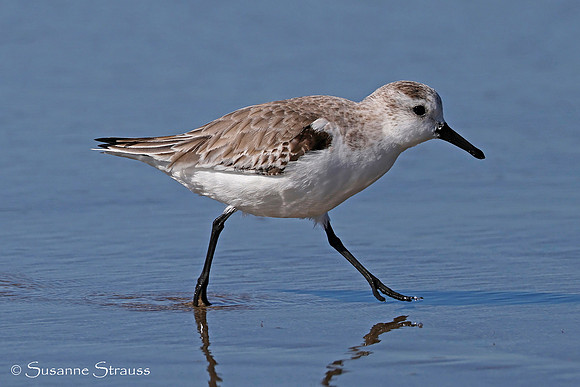 Sanderling