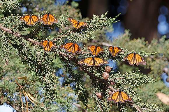Monarch Butterflies 10