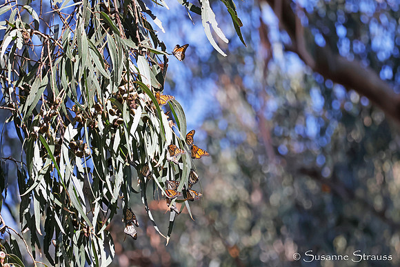 Monarch Butterflies 4