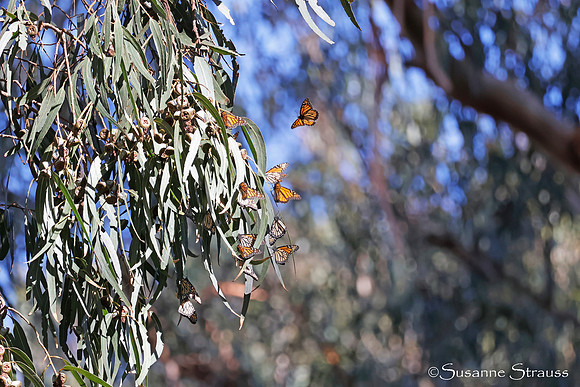 Monarch Butterflies 3