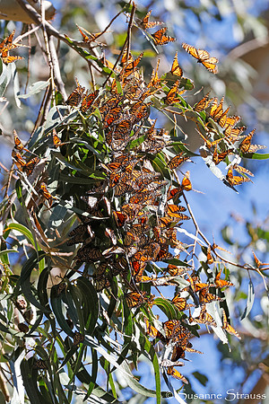 Monarch Butterflies 7