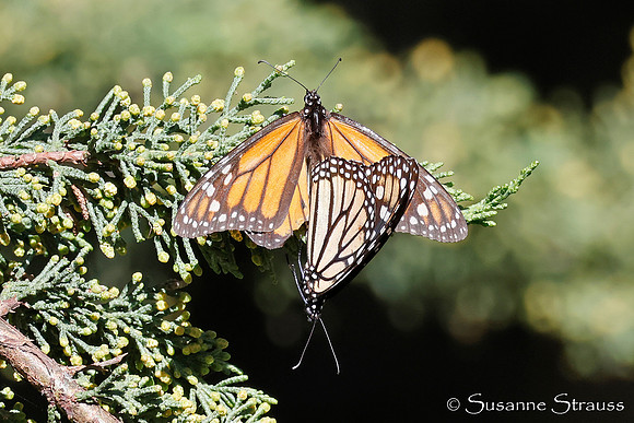 Mating Monarchs