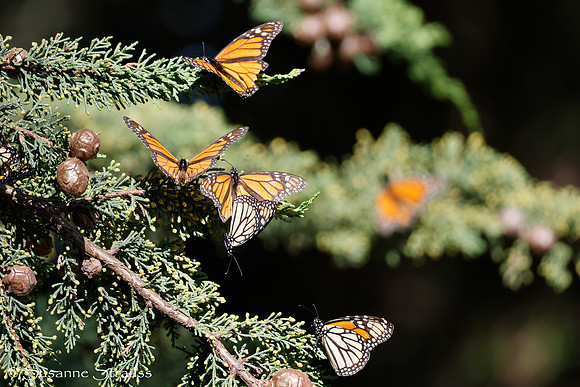 Mating Monarchs and Butterflies