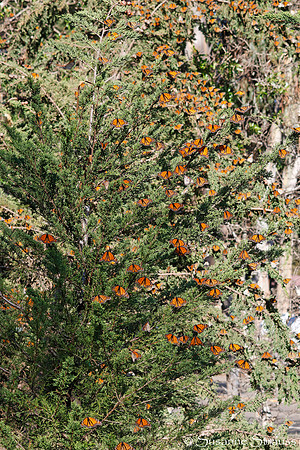 Monarch Butterflies 2