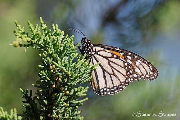 Monarch Butterfly