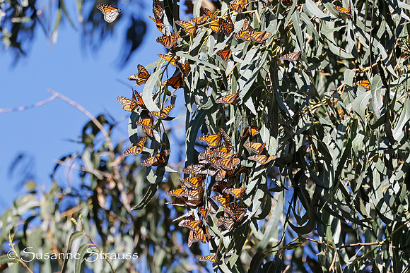 Monarch Butterflies 5