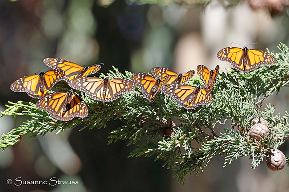 Monarch Butterflies 6