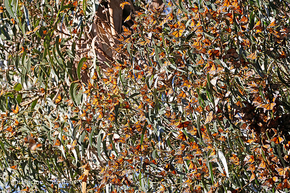 Monarch Butterflies 8