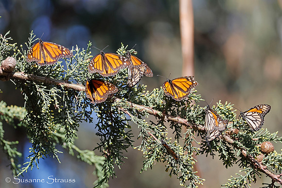 Mating Pairs