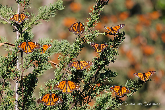 Monarch Butterflies 1