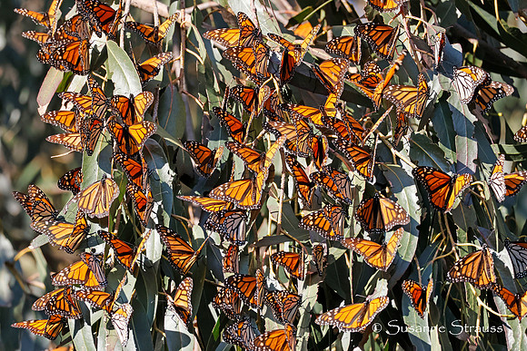 Monarch Butterflies 2