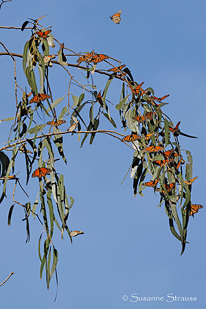Monarch Butterflies 9