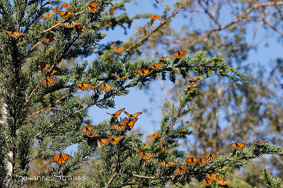 Monarch Butterflies 11