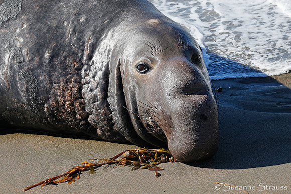 Male Elephant Seal