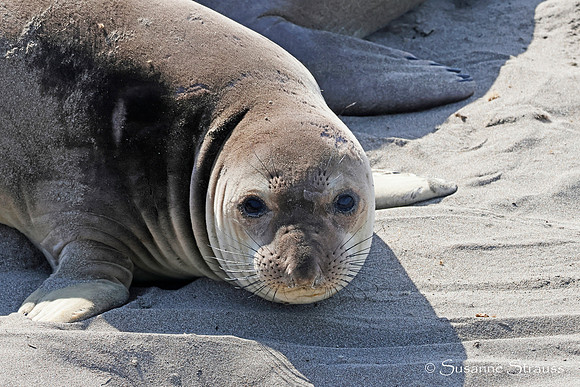 Elephant Seal