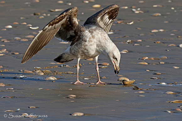 Gull's Clam