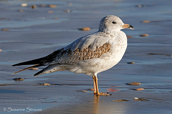 California Gull With Footprints 2