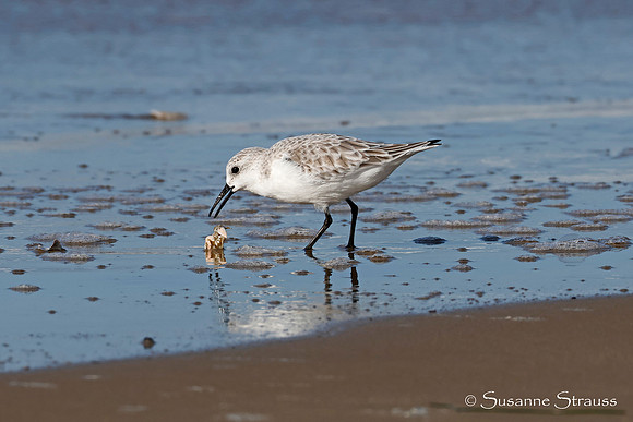 Sanderling With Crab