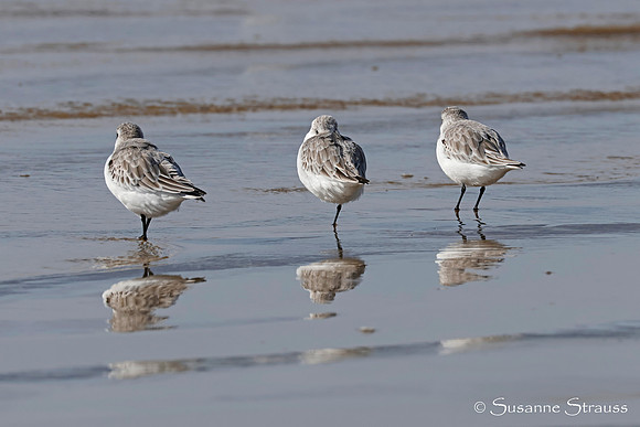 Sanderling Trio