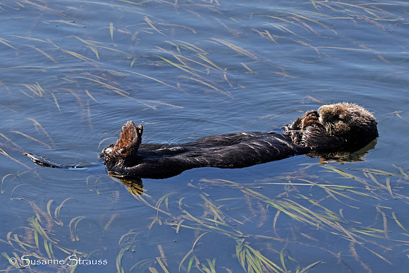 Baby Otter in Kelp
