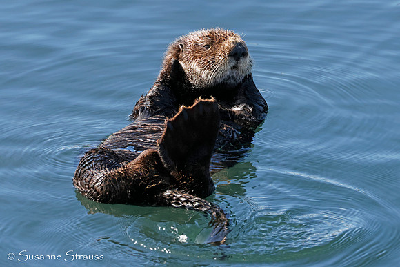Baby Otter 1