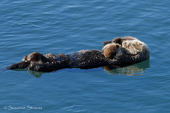 Mom Otter and Baby 2
